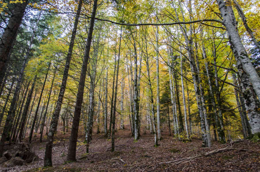 Comunidad Foral de Navarra 049 - Selva de Irati.jpg
